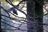 Nocciolaia tra i rami della foresta