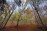 Alberi della Foresta Nera