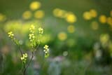 Fiori di montagna