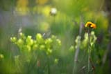 Fiori di montagna