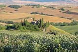 Fiori che accarezzano la Val D`Orcia