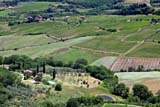 Vigneti nei pressi di Montepulciano