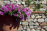 Splendido vaso di fiori