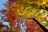Magnifici colori autunnali nel bosco