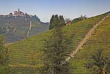 Vigneti a Serralunga d'Alba
