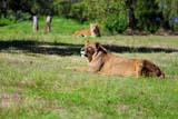 Leonesse al parco di Pombia