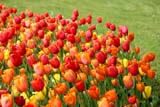 Tulipani rossi a Pralormo