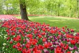 Il parco dei tulipani a Pralormo