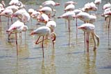 Fenicotteri Rosa al Parco Ornitologico di Pont de Gau