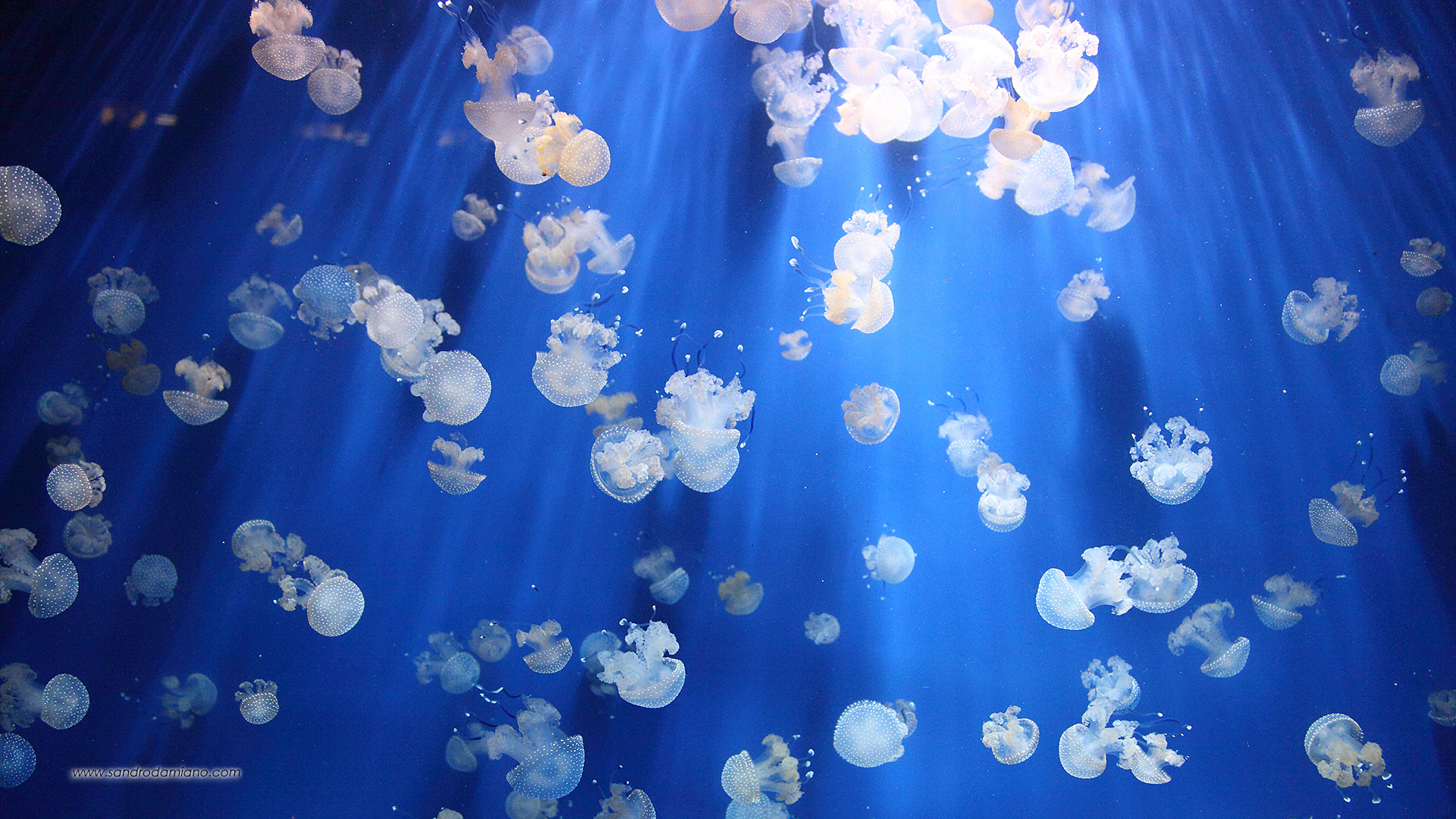 Meduse che danzano nella luce