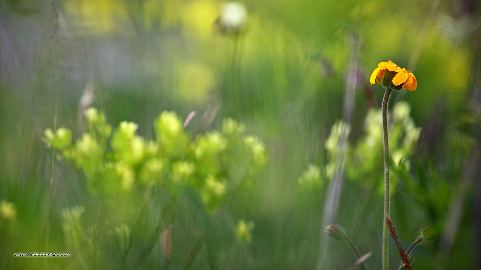 Fiori di montagna