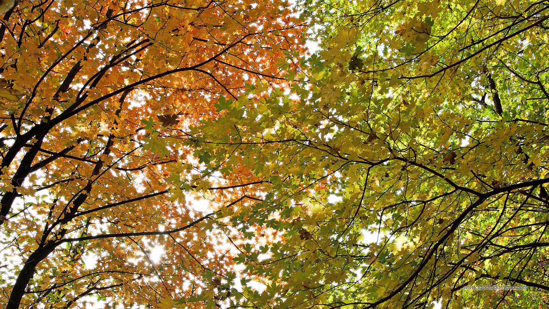 Ottobre si veste di colori