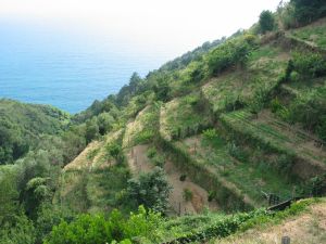 Terrazzamenti di viti