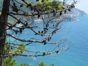 Macchia mediterranea