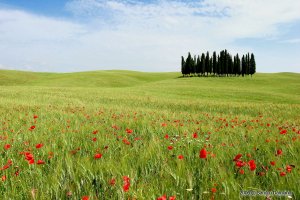 Scorcio di S.Quirico d'Orcia