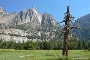 Vecchio albero solitario