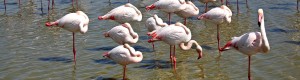 Alla scoperta della Camargue, Francia (2018)