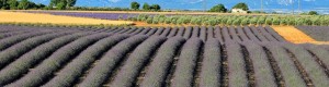 Colori e profumi della Provenza, Francia (2007)