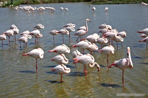 Fenicotteri rosa a Pont de Gau